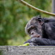 Illustration for article titled Chimps Are Better at Strategic Reasoning Than Humans Are